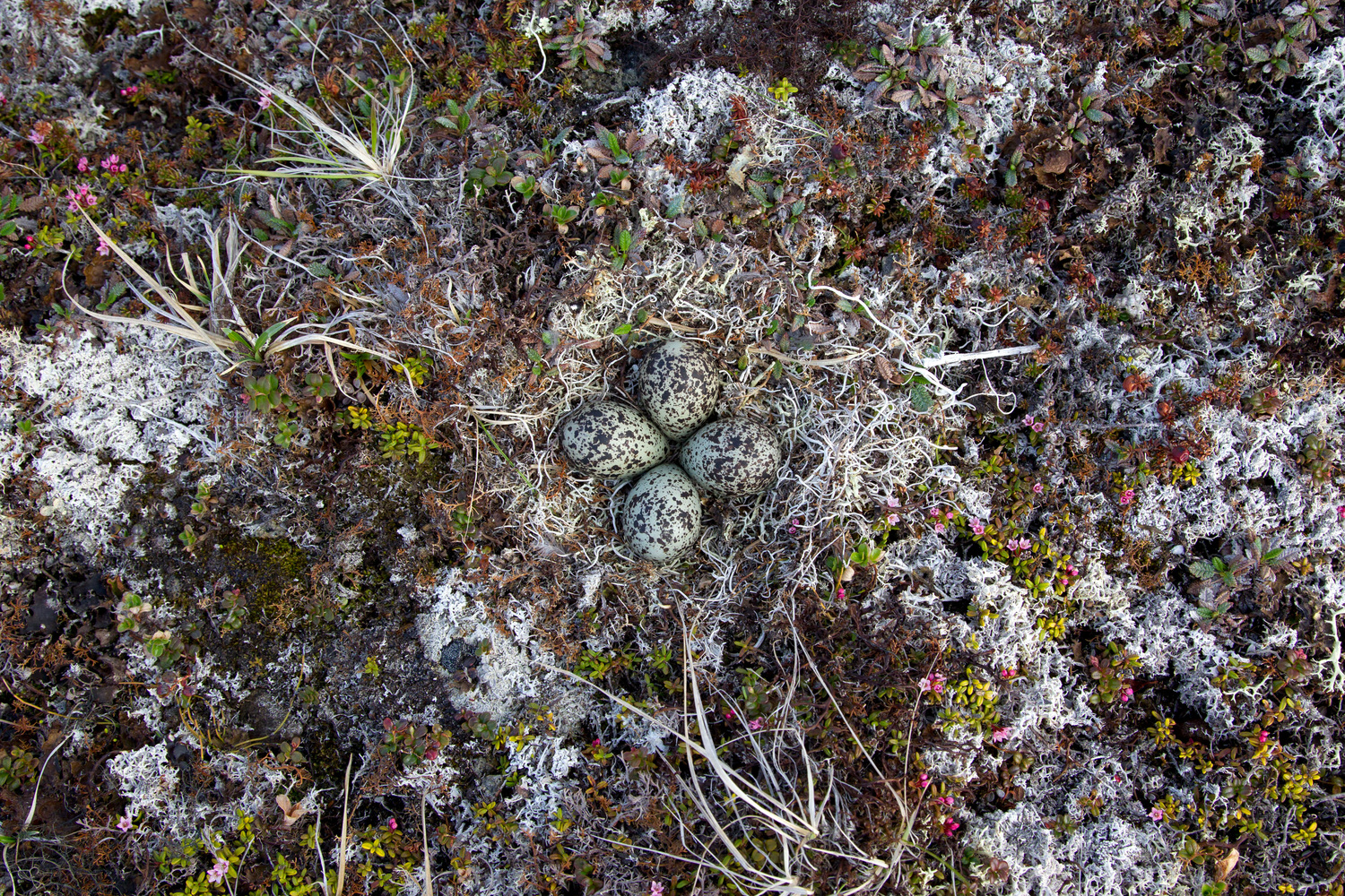 pacific_golden-plover_00440713a