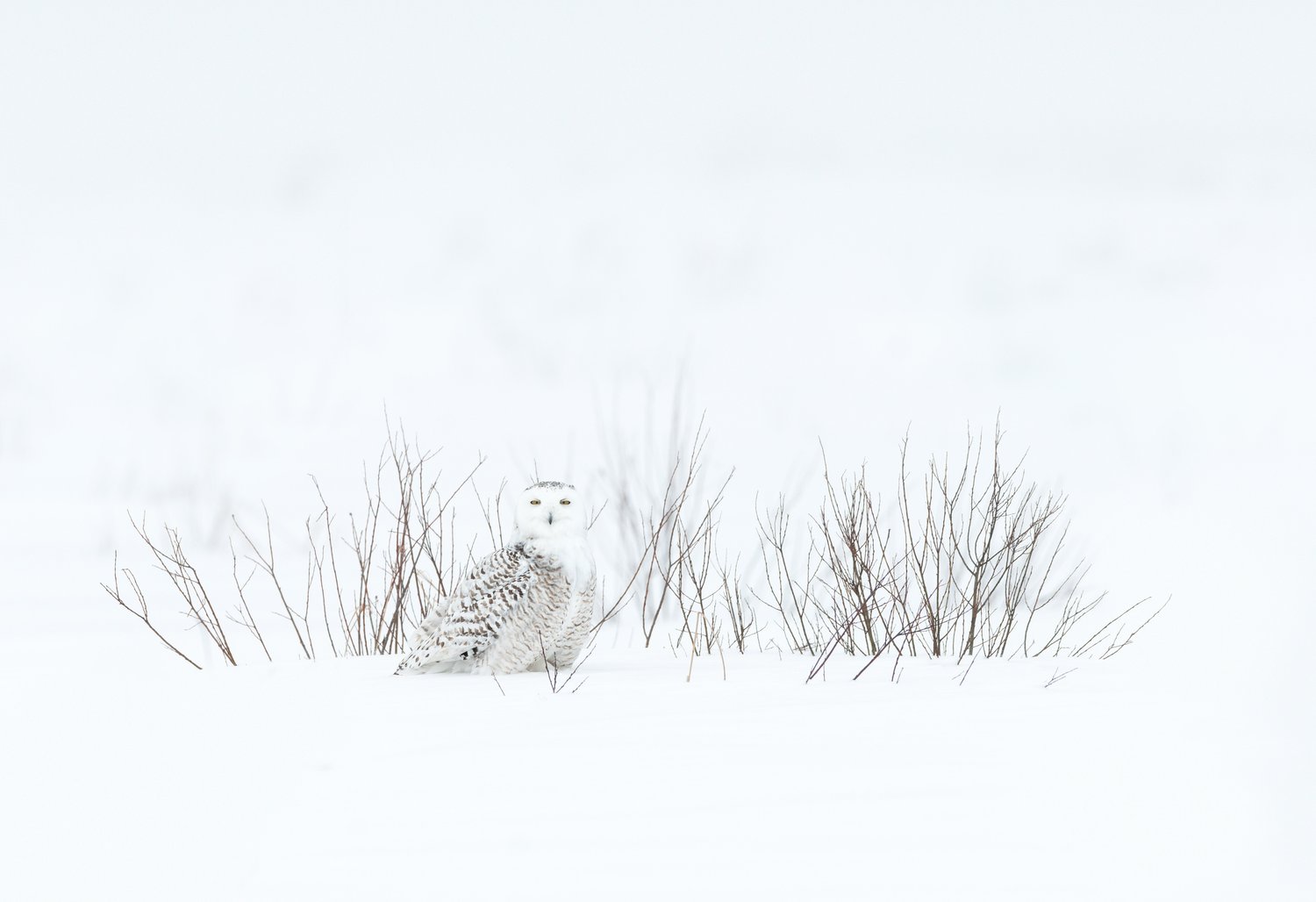 snowy_owl_002_3529b