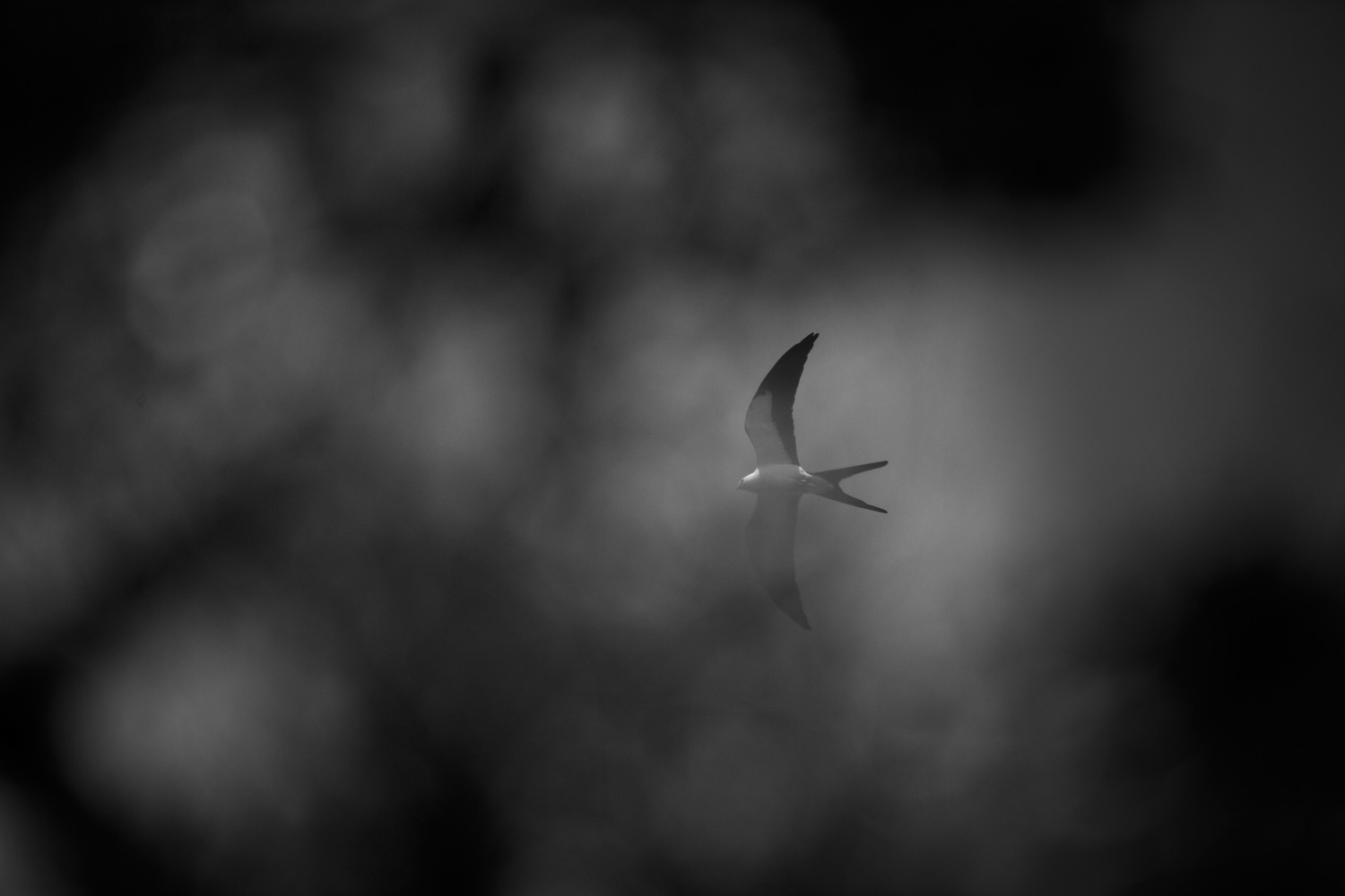 swallow-tailed_kite_ag3p5986b