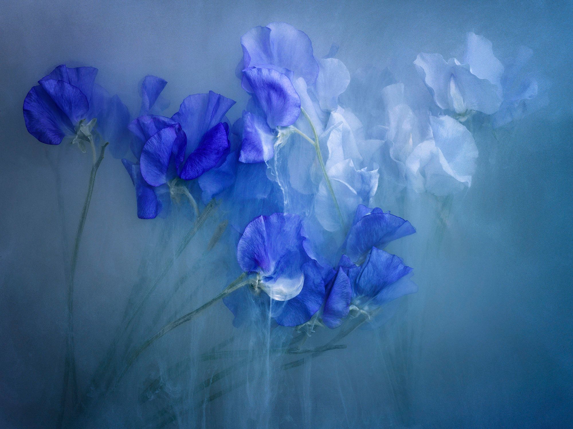flowerpower_blue_ii-003