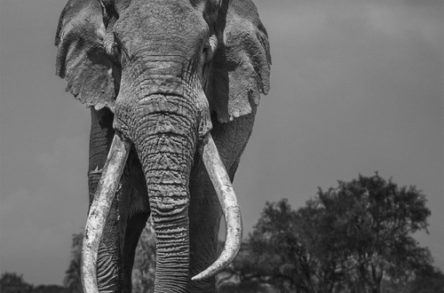 Амбассадор Nikon Дэвид Ярроу запечатлел слонов и гангстеров в Кении
