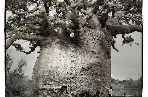 Фотограф Бет Мун документирует древние баобабы, прежде чем они все исчезнут