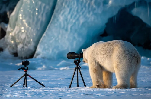 Амбасcадор Nikon Roie Galitz сделал забавный снимок медведя, решившего стать фотогрофом