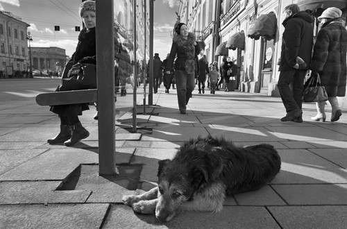 Собака идет в магазин! Прием работ на Всероссийский конкурс фотографии «ГОД СОБАКИ» продлен до 25 января 2018 года
