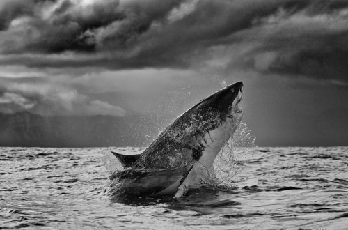 Серьезный риск, серьезная награда: Крис Фэллоуз рассказывает о съемке акул