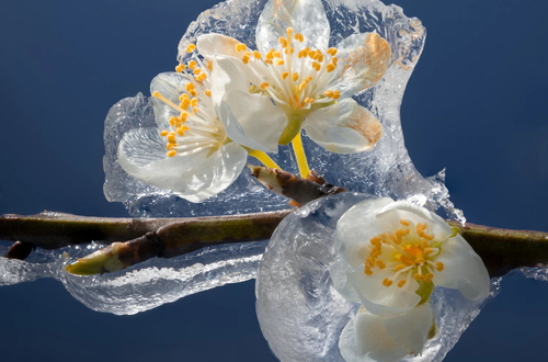 Фотографии замороженных цветов на фруктовых деревьях