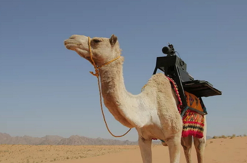Верблюд помог фотографам провести съёмку труднодоступных мест в пустыне