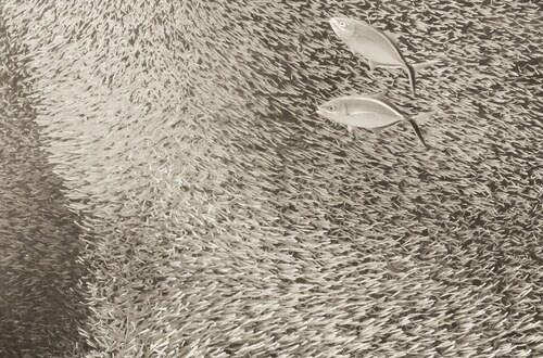 Фотография Кристиана Визла предлагает новый художественный взгляд на жизнь под водой.