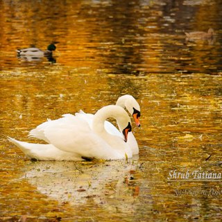 Лебеди в золотом пруду