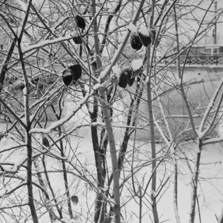 Дерево... Зима и мост...