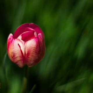 весенний тюльпан 2