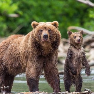 Мама и медведь