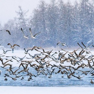 Толпа и две синхронистки