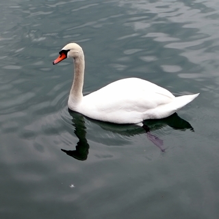 A lone white swan swims across the lake