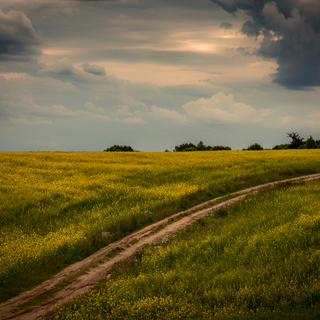 Дорога через желтое поле