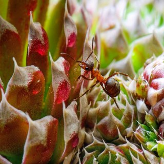 Скалолаз. Рыжий лесной муравей на горноколоснике