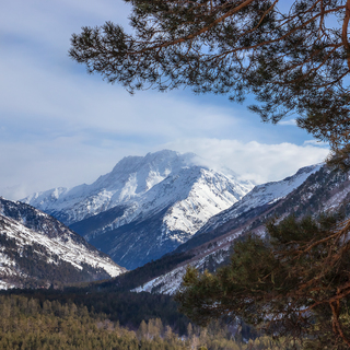 View of Baksan gorge and the Main Caucasian ridge. Pine branches in the foreground