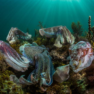 Cuttlefish Aggregation
