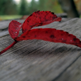 Осенний красный лист