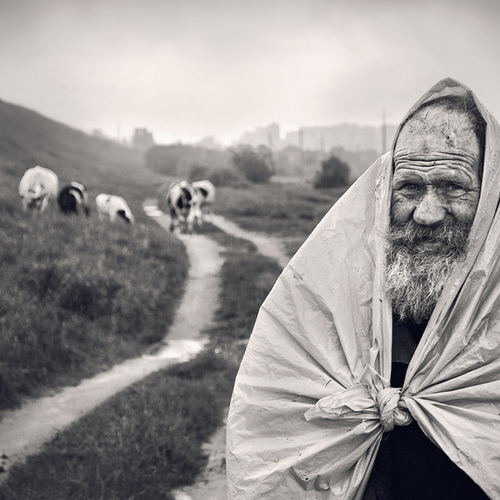 Дед Коля пасет коров во время дождя на окраине г.Могилева,Беларусь / Просто люди