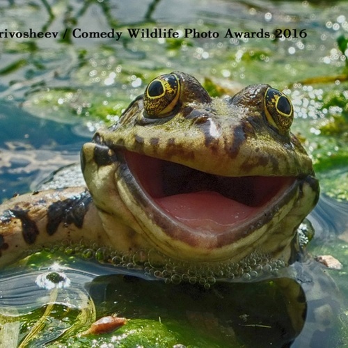 Artyom Krivosheev / The Comedy Wildlife, 2016 Finalist