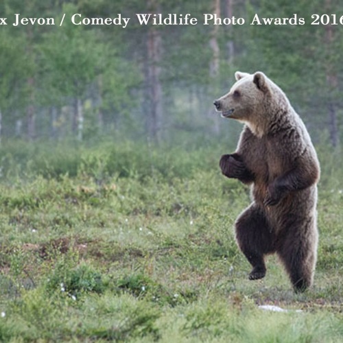Alex Jevon / The Comedy Wildlife, 2016 Finalist