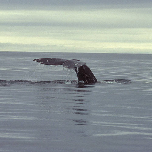 003 Серый кит в заливе Пильтун. / Животный мир