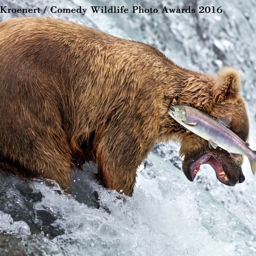 Rob Kroenert / The Comedy Wildlife, 2016 Finalist