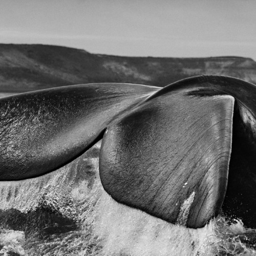 Полуостров Вальдес, Аргентина. 2004.
Себастио Сальгадо / Amazonas images
Photographs by Sebastião SALGADO / Amazonas Images / Выставка Себастьяно Сальгадо