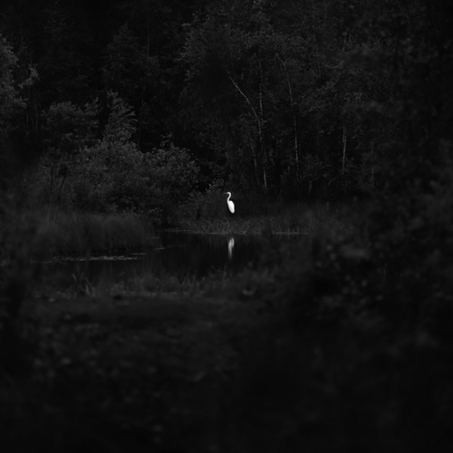 Белая цапля на берегу вечернего лесного озера / Родные края