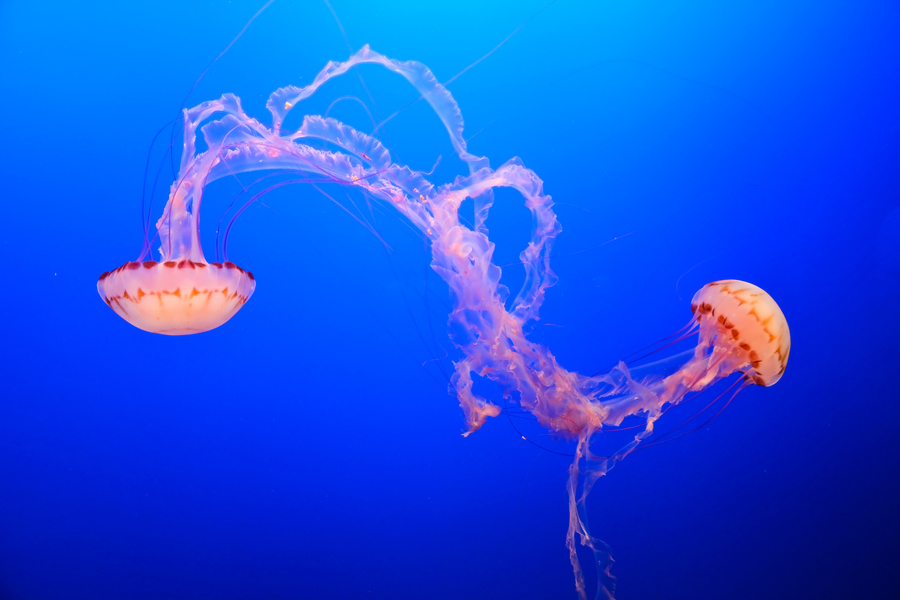 Spotted jellyfishes. Underwater scene