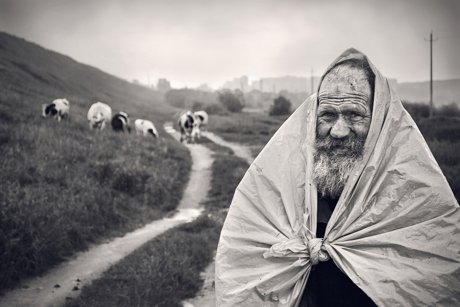 Дед Коля пасет коров во время дождя на окраине г.Могилева,Беларусь