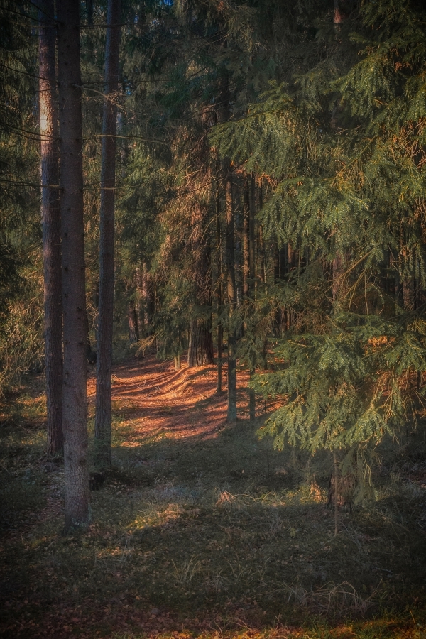 Катынский лес.