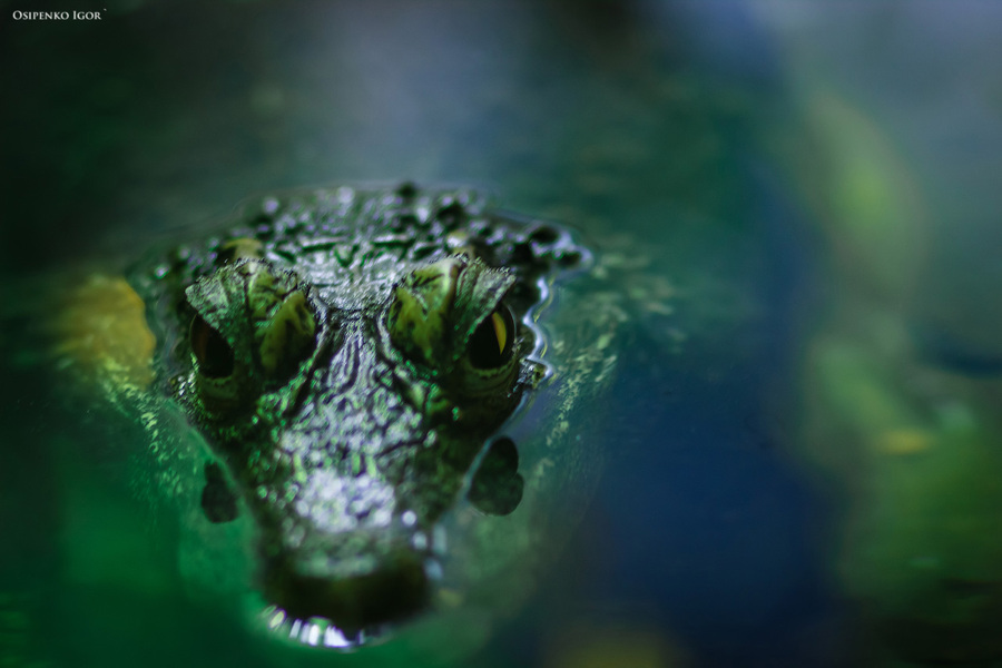 взгляд крокодила