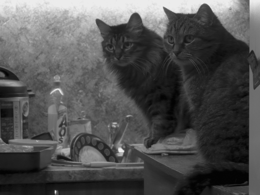 Кошки обыкновенные... Кухонные...