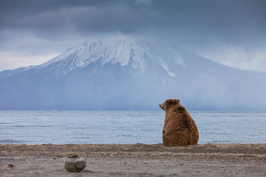 Когда вы откладываете поездку на Камчатку, знайте, что где-то там всегда грустит один медведь... Сергей Краснощеков