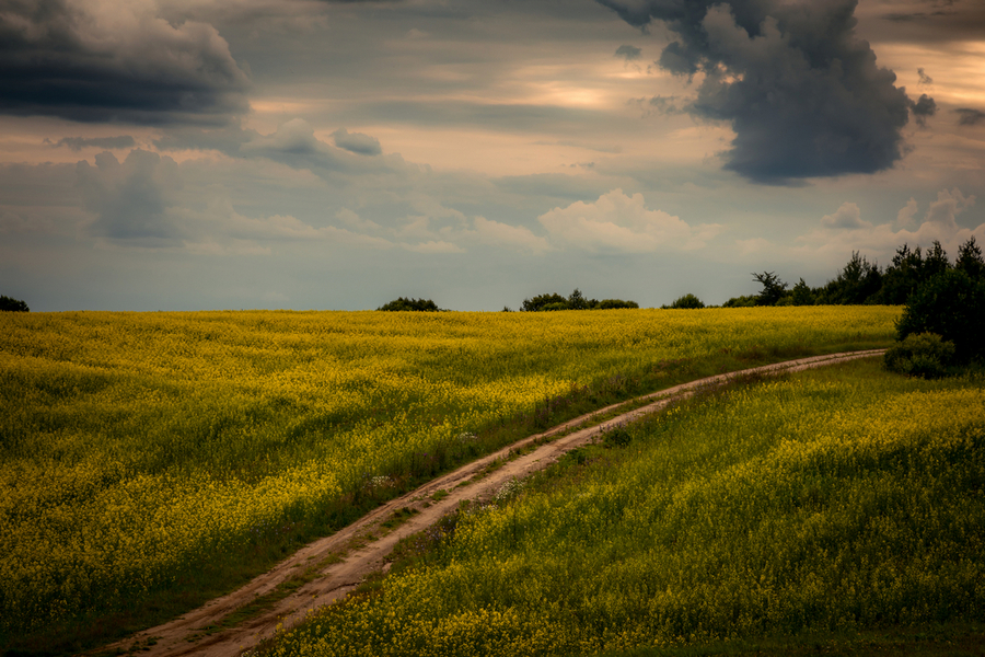 Дорога через желтое поле