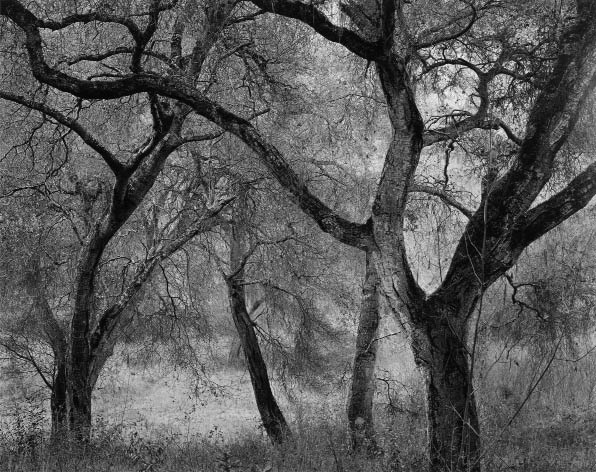 John Sexton. Oaks at Dusk, Carmel Valley, CA. 1988