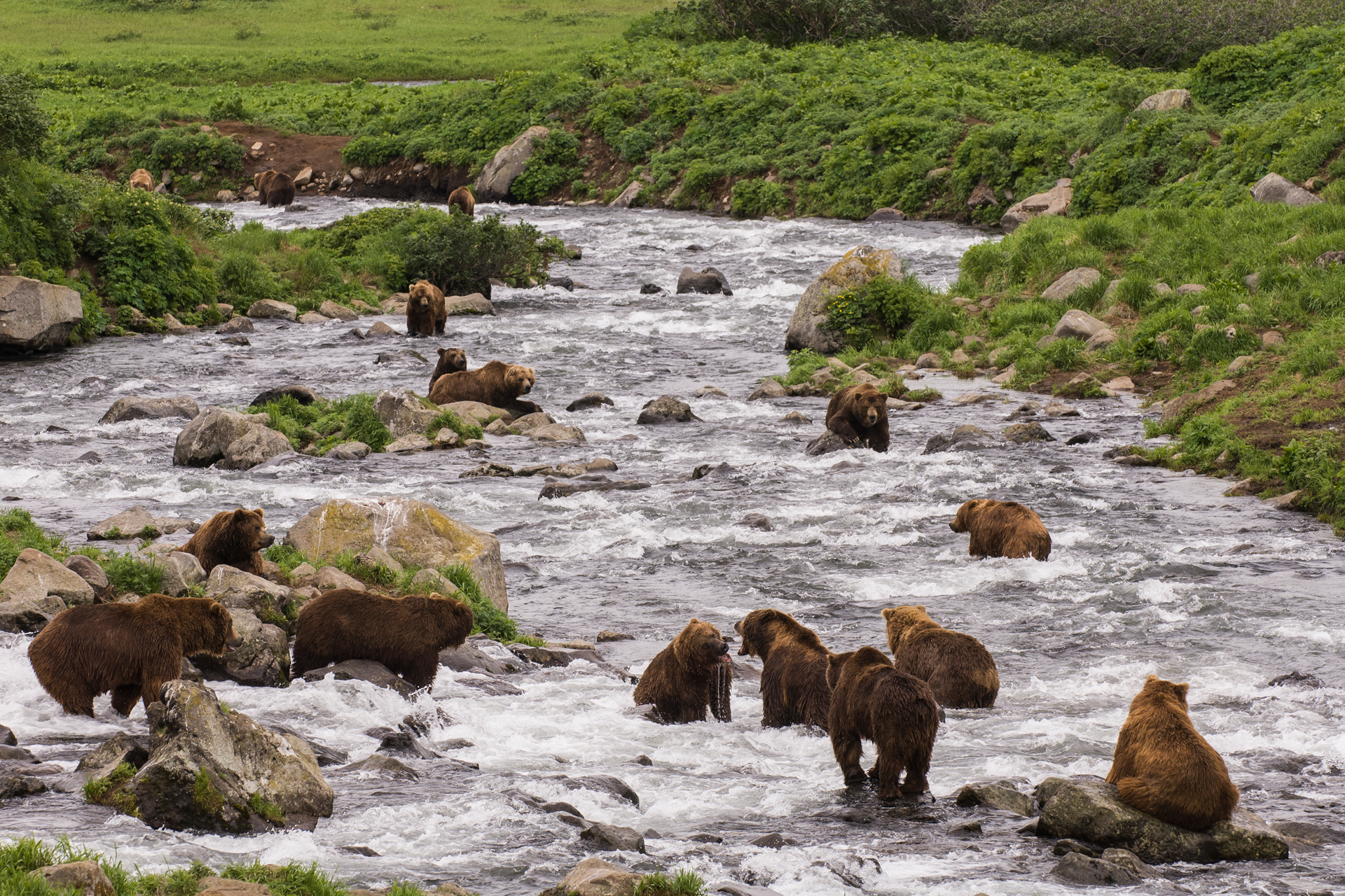 Долина гейзеров Камчатка медведи
