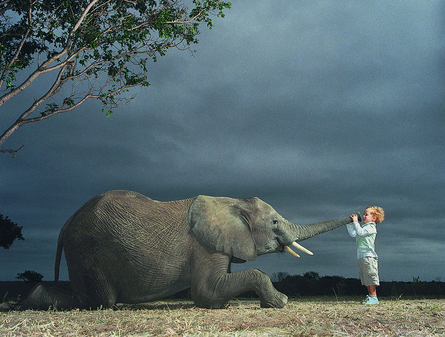 Слона надо есть. Тим Флэк фотограф. Слон мальчик. Слон для детей. Слониха со слоненком.