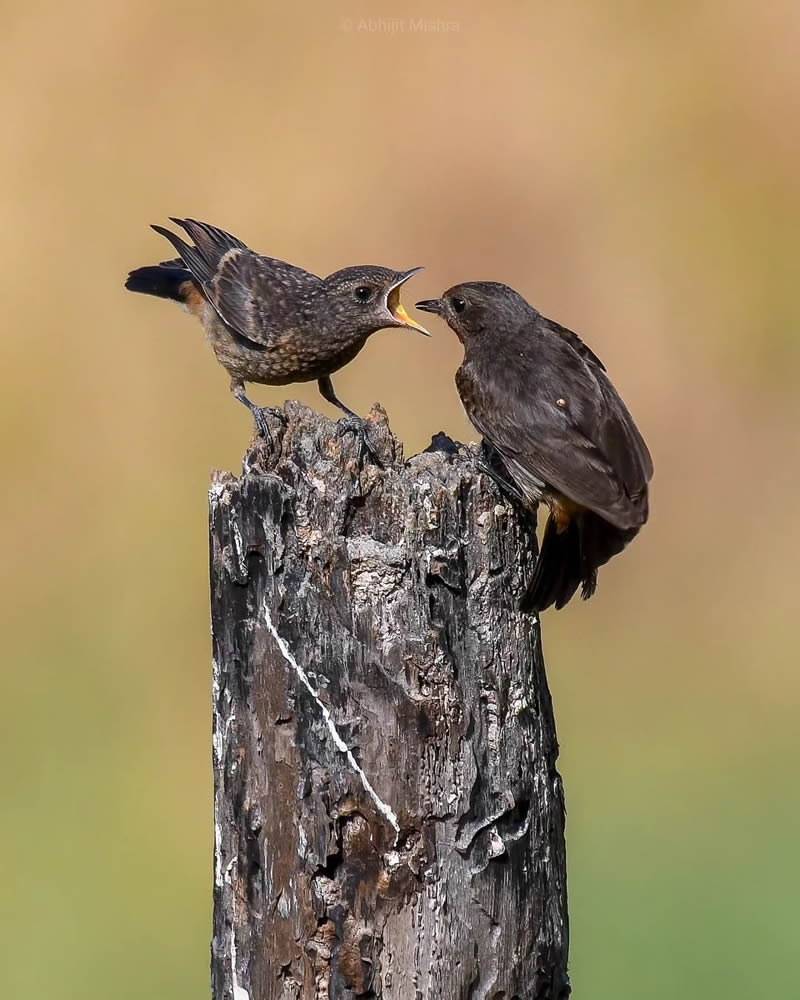 indian-bird-photography-abhijit-mishra-04