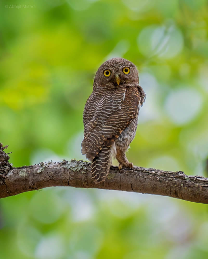 indian-bird-photography-abhijit-mishra-06