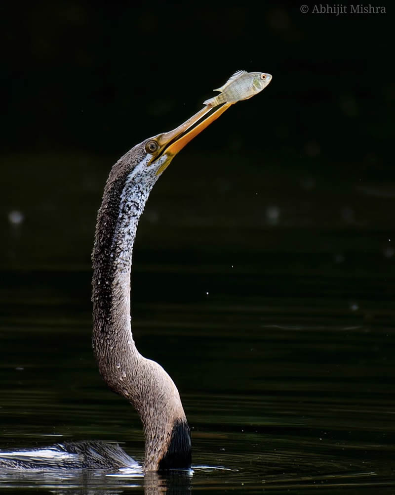 indian-bird-photography-abhijit-mishra-21