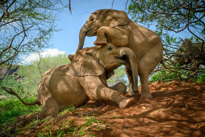 baby-elephants-sanctuary-ami-vitale-nat-geo-015-800x533