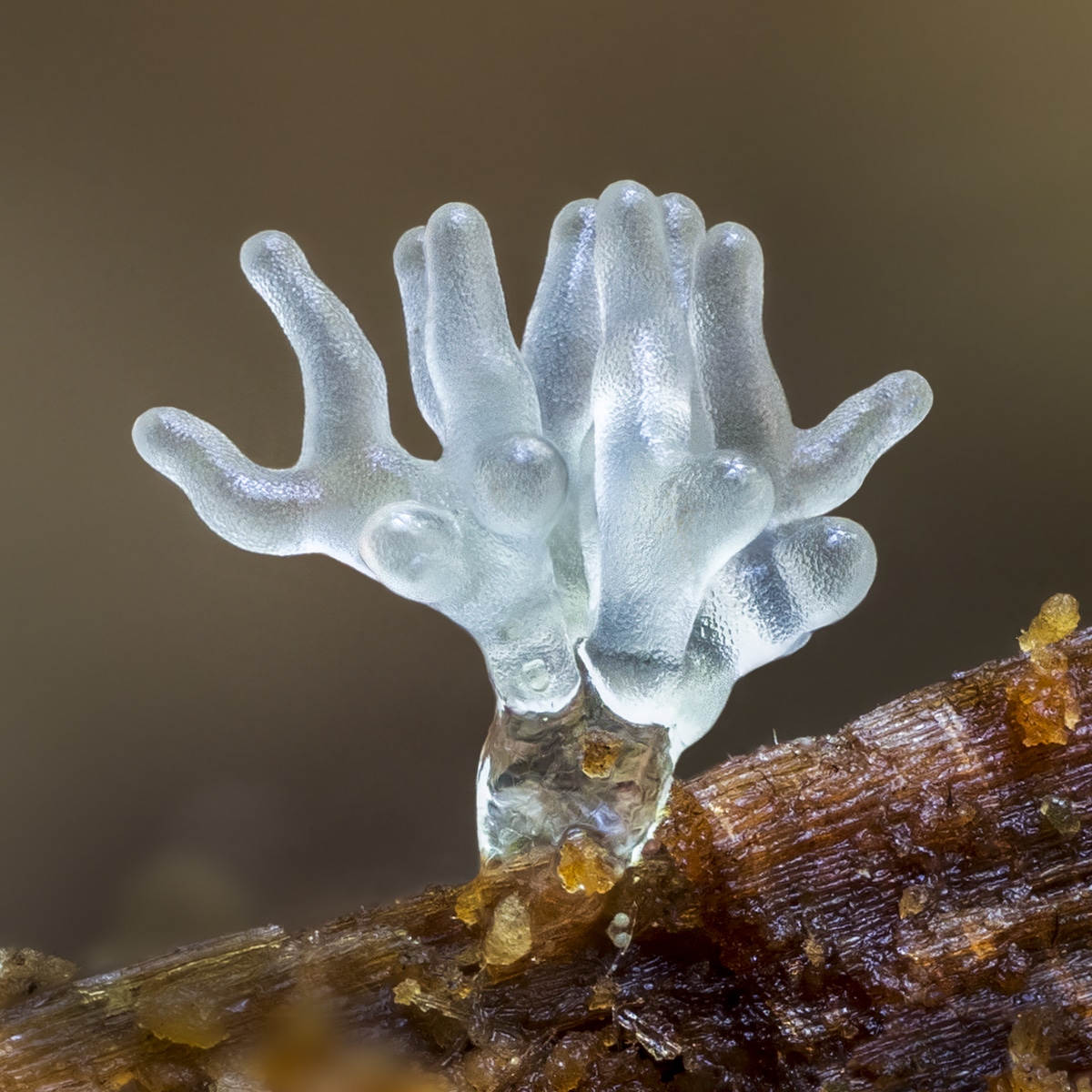 barry-webb-slime-mould-ceratiomyxa-fruticulosa-coral-slime-mould