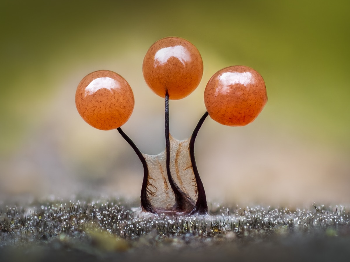 barry-webb-slime-mould-connected-comatricha