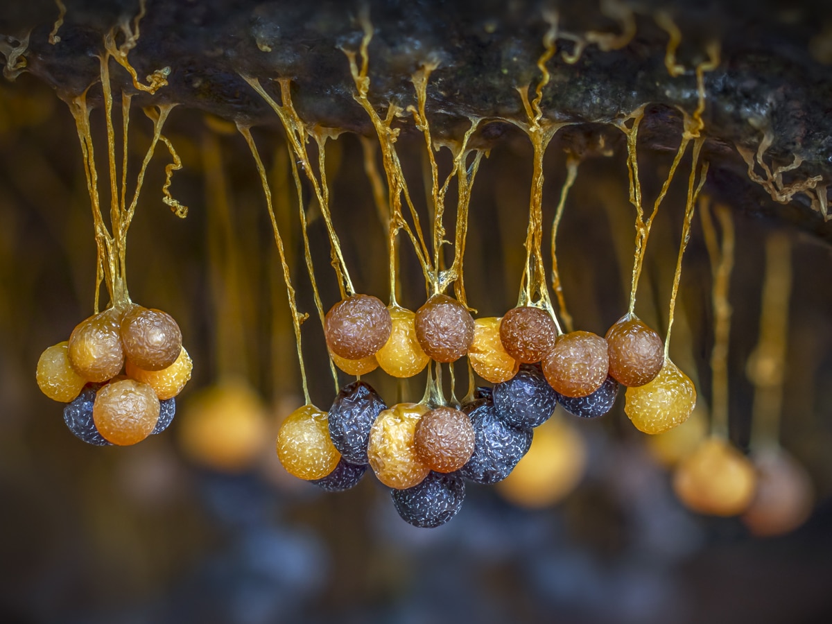 barry-webb-slime-mould-the-hanging-fruiting-bodies-of-badhamia-utricularis