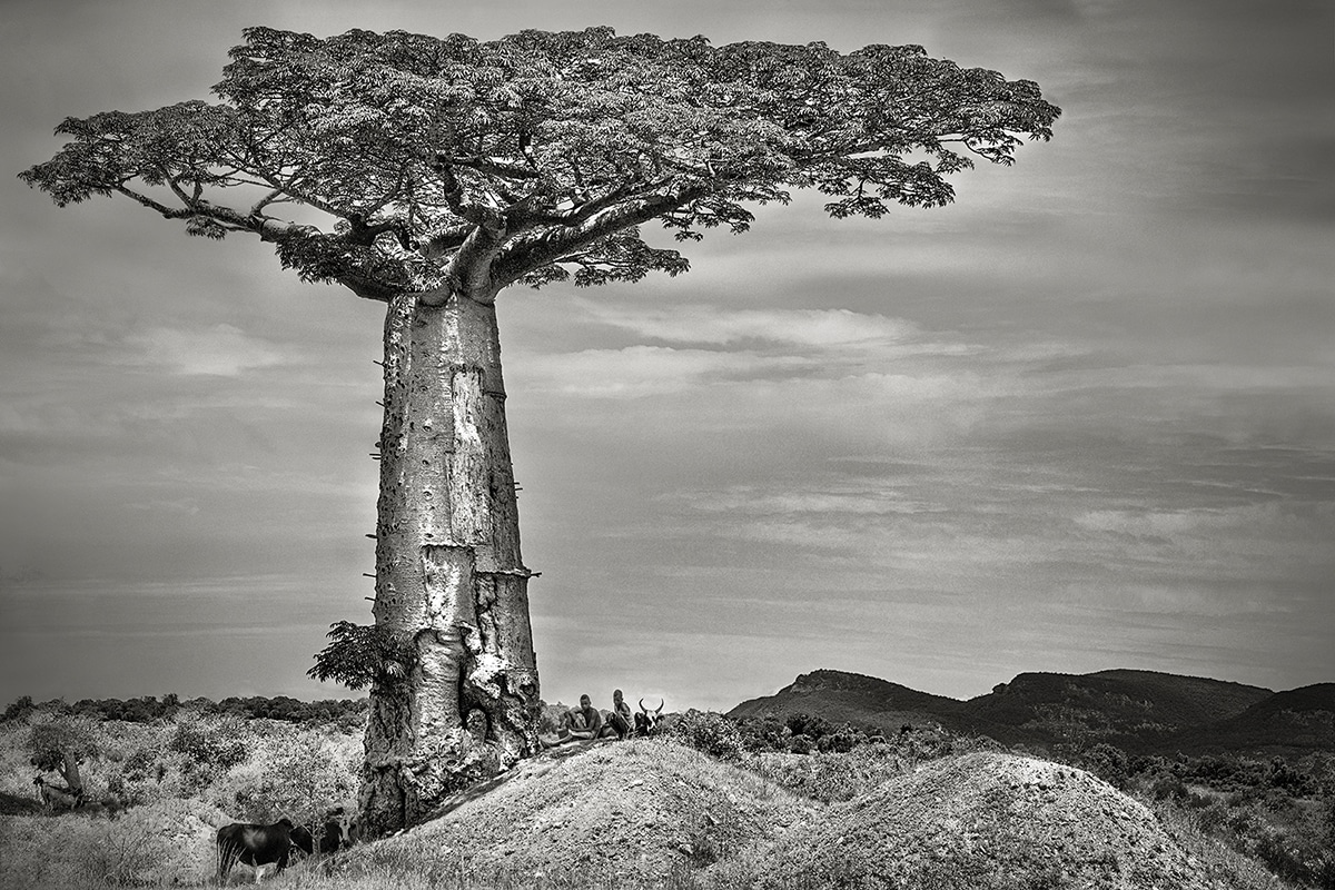 baobab-ankoabe-1
