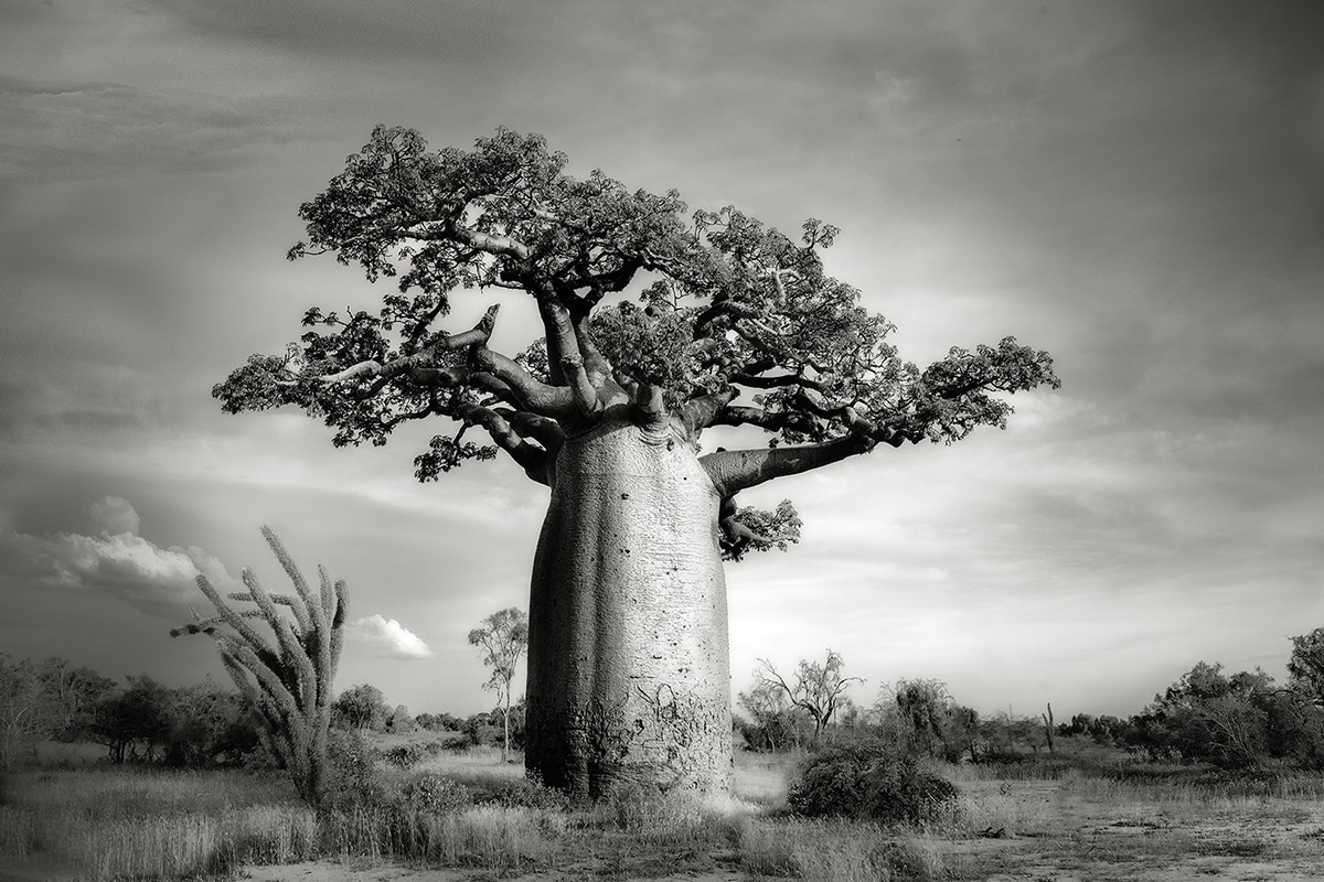 baobab-iii-ankoabe