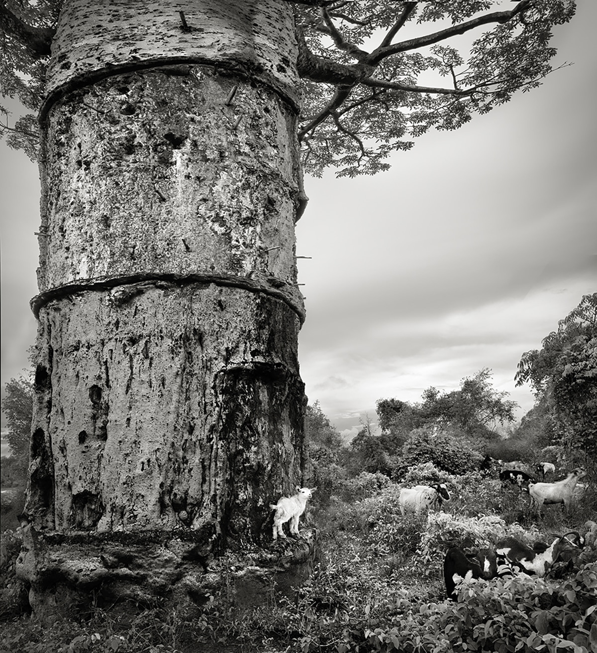 baobab-isosa-village